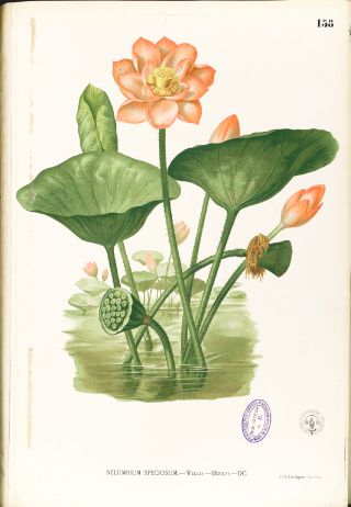 Lotus indien (Nelumbo nucifera)